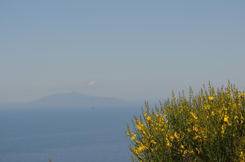 Le Ginestre Di Capri Bb & Holiday House Anacapri  Dış mekan fotoğraf