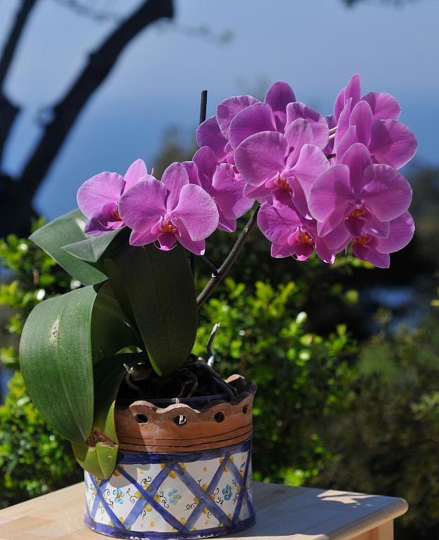 Le Ginestre Di Capri Bb & Holiday House Anacapri  Oda fotoğraf