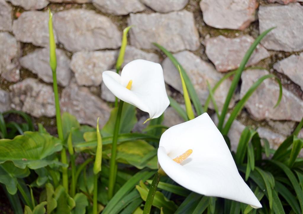 Le Ginestre Di Capri Bb & Holiday House Anacapri  Oda fotoğraf