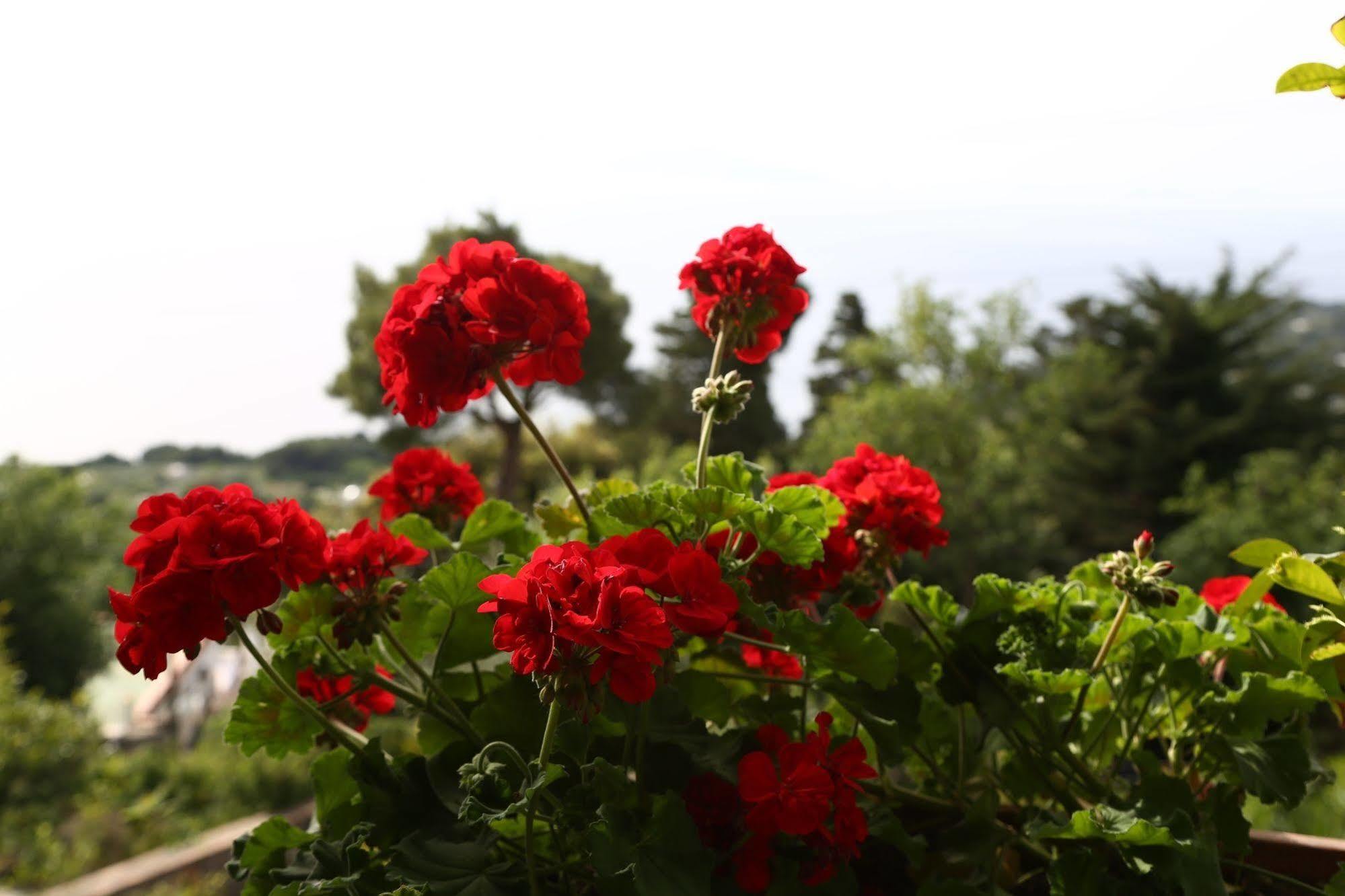 Le Ginestre Di Capri Bb & Holiday House Anacapri  Dış mekan fotoğraf